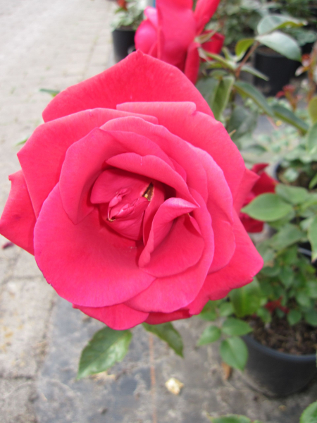 Edelrose Grande Classe2
